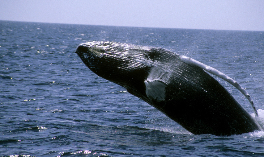 Naviguez lors d’une expédition d’observation de baleines